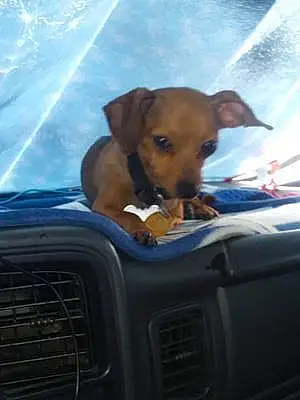 Chihuahua Dog Dusty