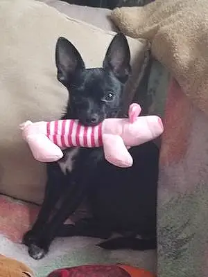 Chihuahua Dog Rosie