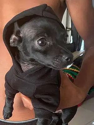 Chihuahua Dog Ace