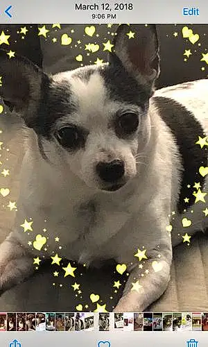 Chihuahua Dog Dottie