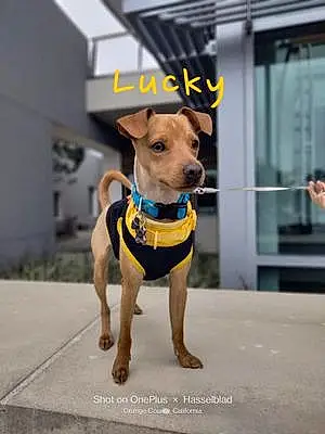 Chihuahua Dog Lucky