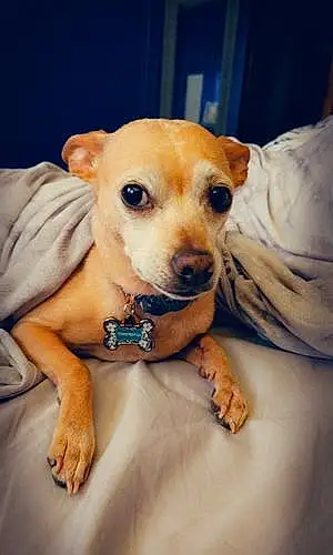 Chihuahua Dog Tinker Bell