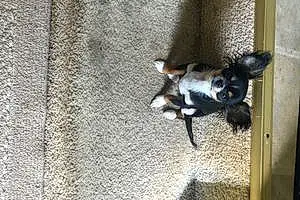 Chihuahua Dog Trooper