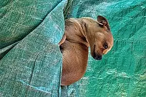 Chihuahua Dog Daisy