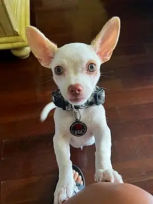 Chihuahua Dog Yoshi