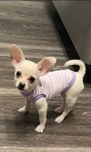 Chihuahua Dog Gigi
