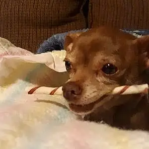 Chihuahua Dog Anne Marie