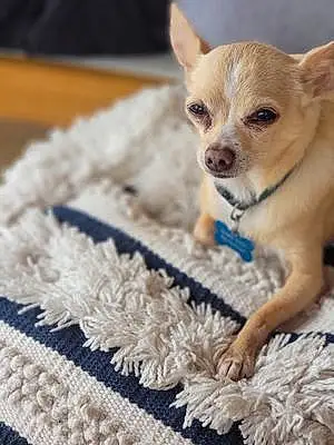 Chihuahua Dog Solo