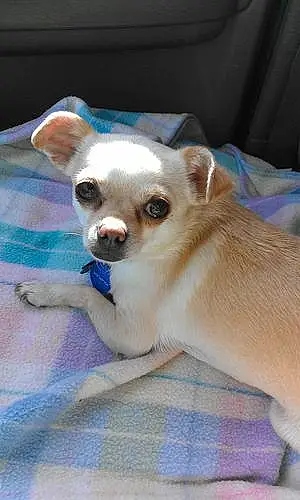 Chihuahua Dog Lola