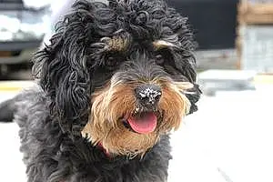 Name Cavalier King Charles Spaniel Dog Mowgli