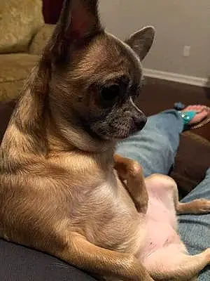 Chihuahua Dog Sophia