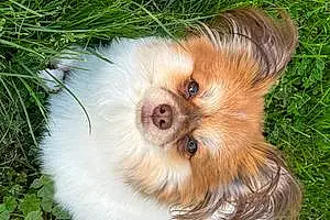 Name Pomeranian Dog Denali