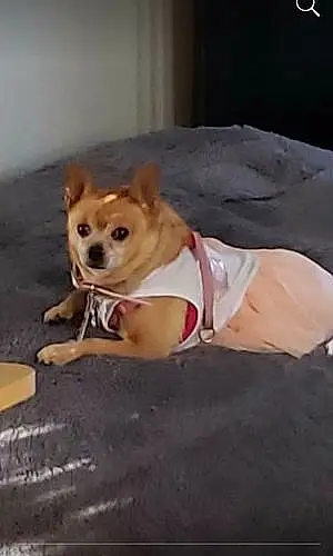 Name Chihuahua Dog Sandy