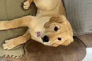 Name Golden Retriever Dog Abby