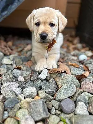 Name Labrador Retriever Dog Maple