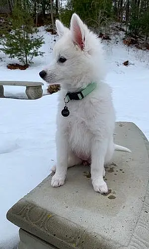 American Eskimo Dog Dog Ashe