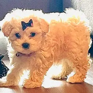 Name Maltese Dog Kiki