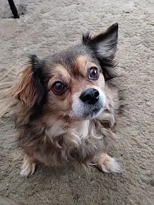 Name Chihuahua Dog Sully