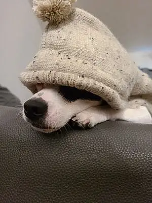 Name Chihuahua Dog Moo