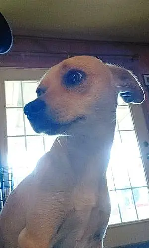 Name Chihuahua Dog Sebastian