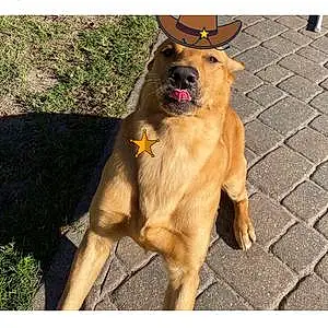 Name Golden Retriever Dog Trooper