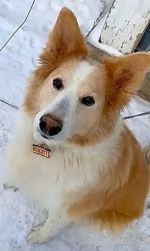 American Eskimo Dog Dog Biscuit