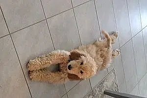 Name Goldendoodle Dog Pluto