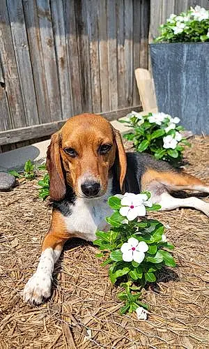 Name Beagle Dog Ranger