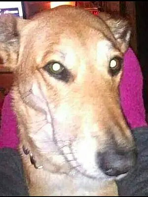 Greyhound Dog Jaclyn