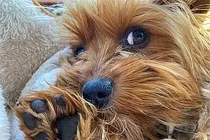 Name Yorkshire Terrier Dog Archie