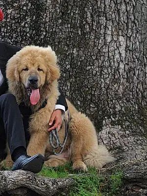 Tibetan Mastiff Dog Mook