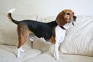 Name Beagle Dog Yogi