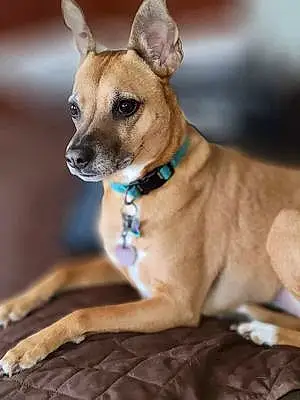 Name Chihuahua Dog Diva