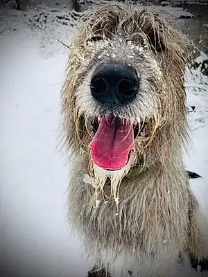Irish Wolfhound Dog Finn