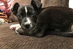Black & White Mixed breed Dog Brayden