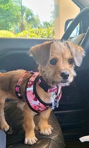 Border Terrier Dog Nova
