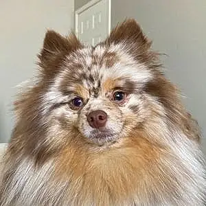 Name Pomeranian Dog Bowie