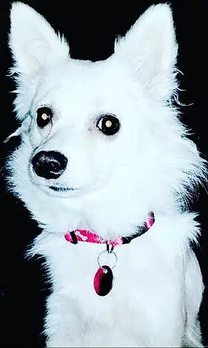 American Eskimo Dog Dog Abby Girl