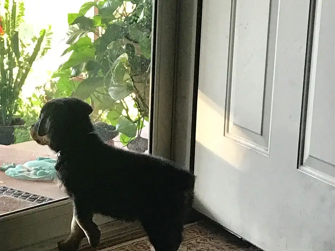 Dog, Plant, Window, Dog breed, Carnivore, Wood, Companion dog, Fawn, Fixture, Tints And Shades, Shade, Tail, Comfort, Snout, Hardwood, Home Door, Rectangle, Door