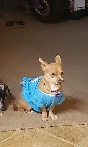 Name Chihuahua Dog Pippa
