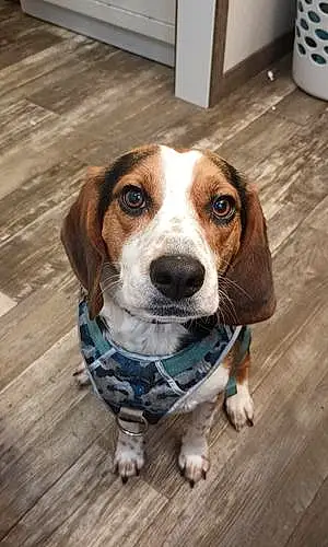 Name Beagle Dog Clyde
