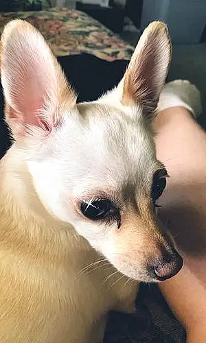 Name Chihuahua Dog Penelope