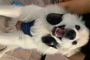 American Eskimo Dog Dog Juno