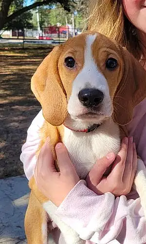 Name Beagle Dog Junior