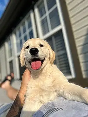 Name Golden Retriever Dog Penelope