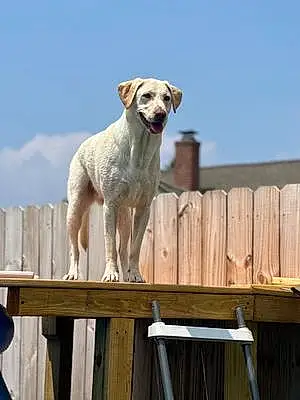 Name Labrador Retriever Dog Moxie