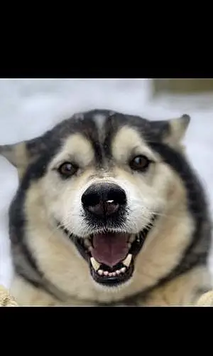 Name Alaskan Malamute Dog Niko