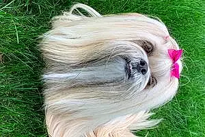Lhasa Apso Dog Sophie