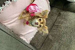 Name Chihuahua Dog Penny