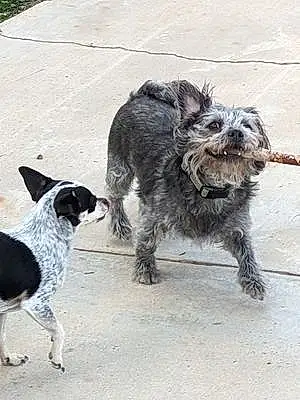 Border Terrier Dog Toto